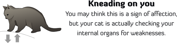 Kneading on you - your cat is checking your internal organs for weaknesses