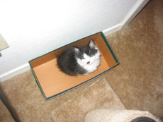 The Box (2005-06-01)